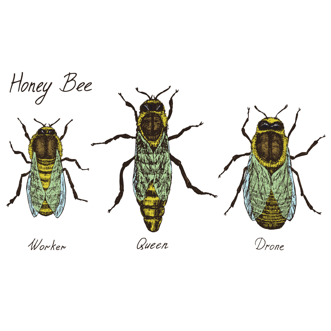 Bee Castes