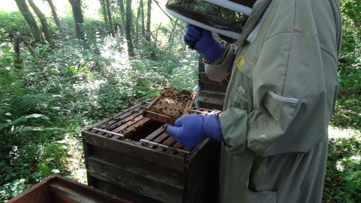 Frank inspecting woodland apiary