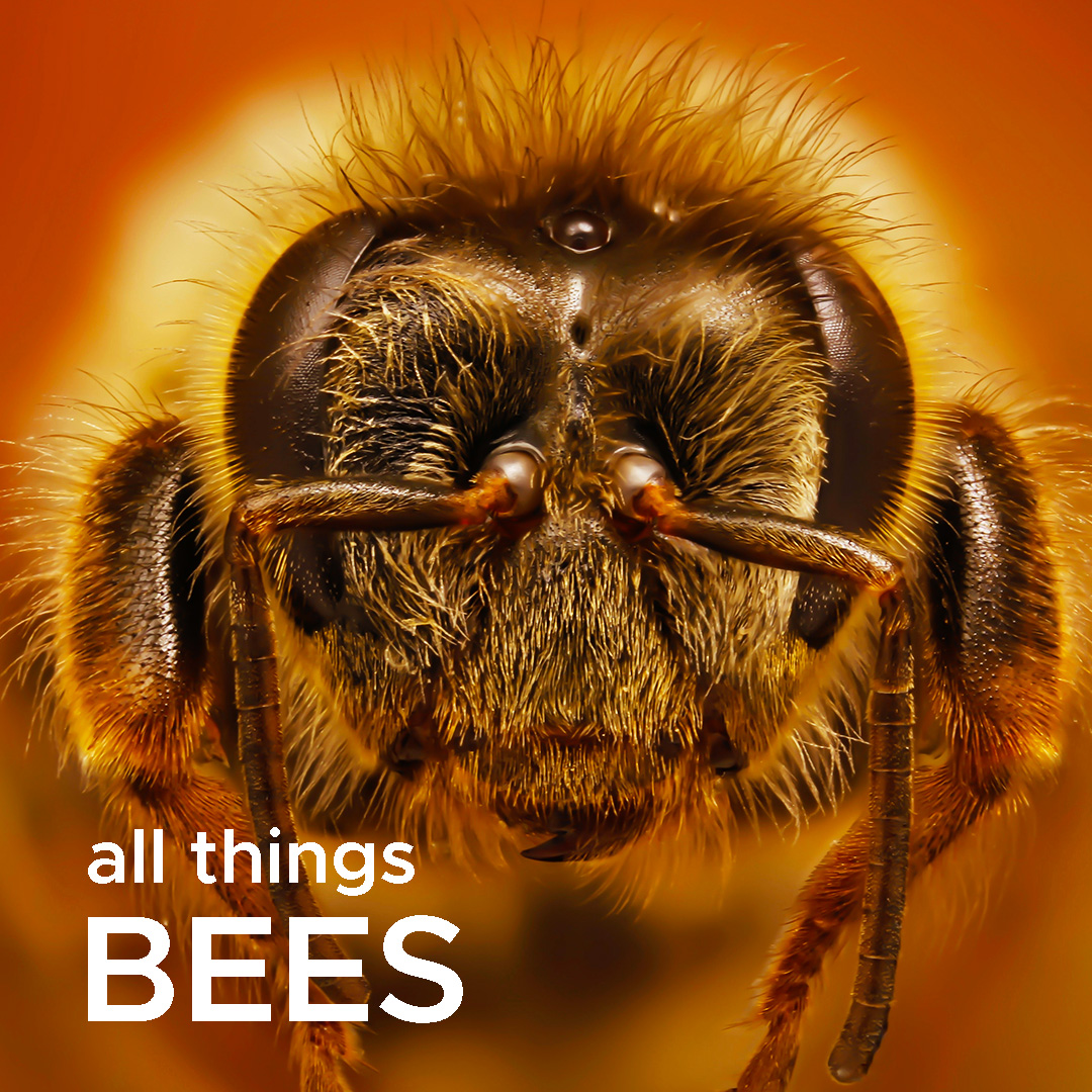 all things Bees